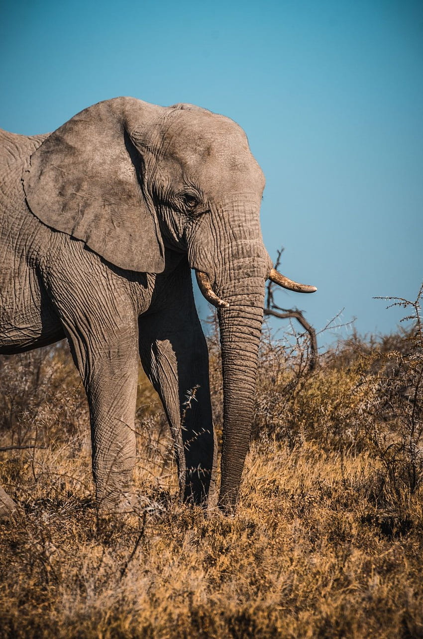 코끼리 []. & 주식, 아름다운 코끼리 HD 전화 배경 화면