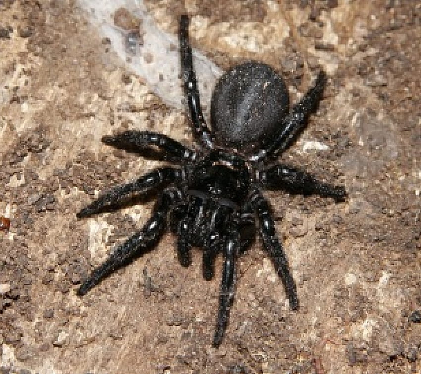 Funnel Web Spider สีดำ ขนาดใหญ่ พื้น วอลล์เปเปอร์ HD