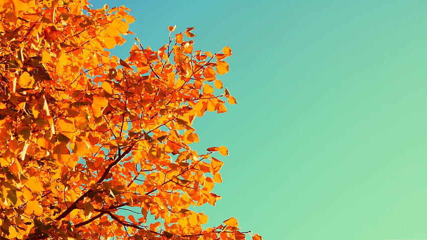 Tree, , , sky, autumn, yellow, leaves, 3840 X 2160 Autumn HD wallpaper ...