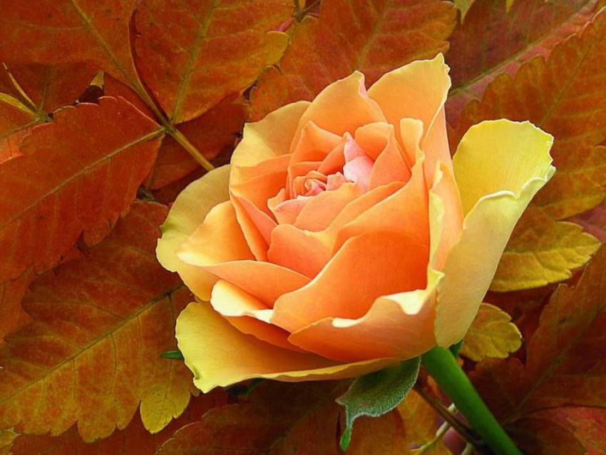 Gelbe Rose, Blumen, Rosen HD-Hintergrundbild