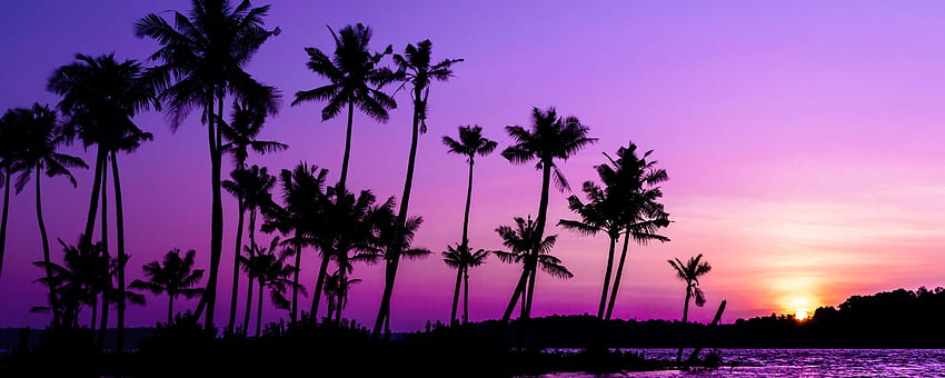 palm trees, silhouette, sunset, Purple Palm Tree HD wallpaper