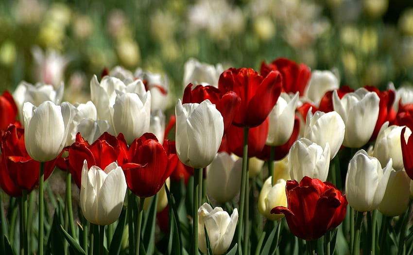 flores, tulipanes, macizo de flores, macizo de flores, primavera fondo de pantalla