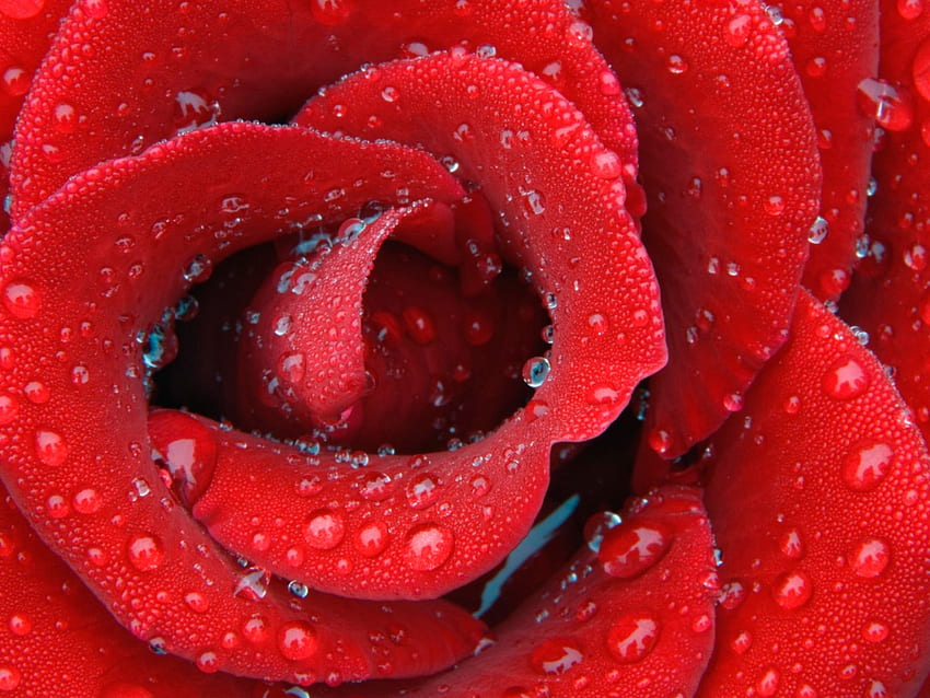 Romantic Rose, dewdrops, excotic, petals, flower, red, love romance HD wallpaper