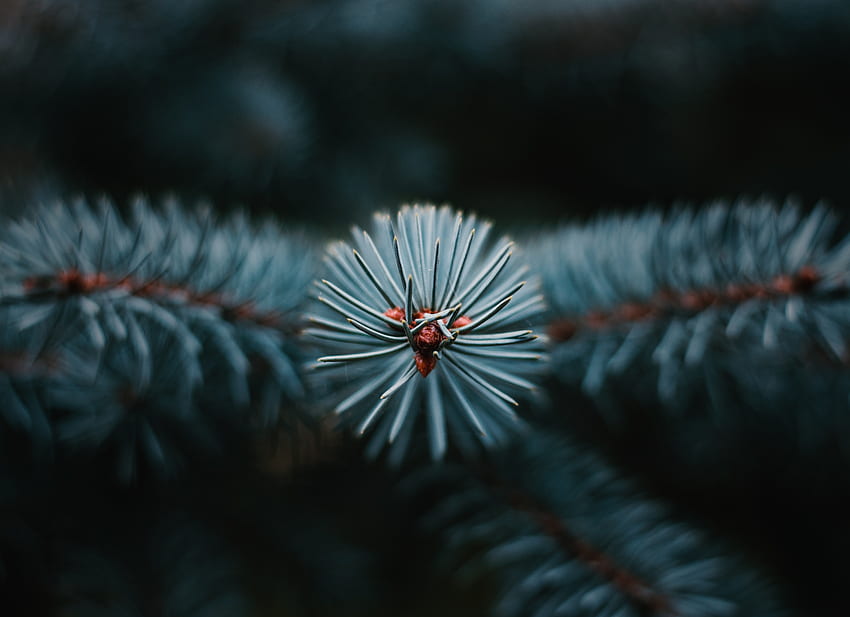 Nadel, Makro, Ast, Weihnachtsbaum, Evergreen HD-Hintergrundbild