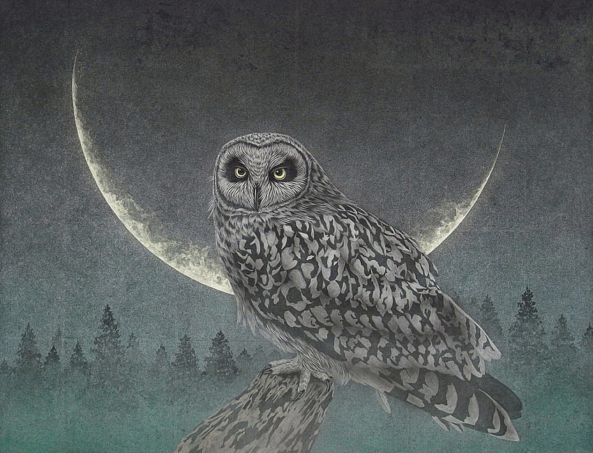Owl in the Night, noite, árvores, coruja, lua, pássaro papel de parede HD
