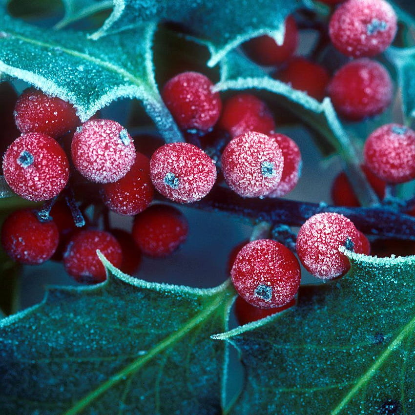 Winter holly berries ipadme [] for your , Mobile & Tablet. Explore Winter Berries . Berry for Walls HD phone wallpaper
