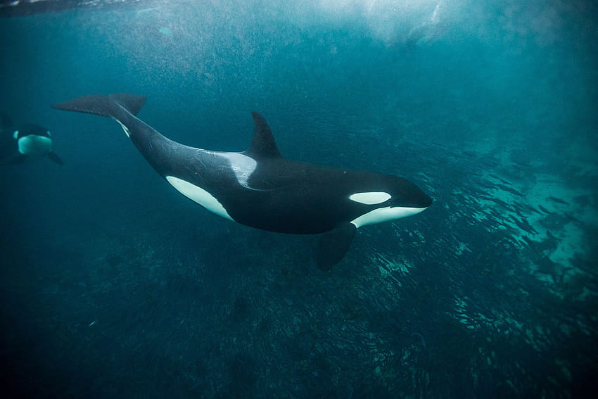 Pembunuh Paus Pembunuh, Baby Orca Wallpaper HD