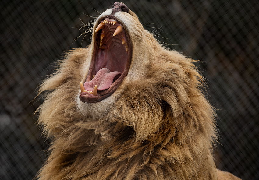 สัตว์ ยิ้ม สิงโต นักล่า เขี้ยว แผงคอ วอลล์เปเปอร์ HD