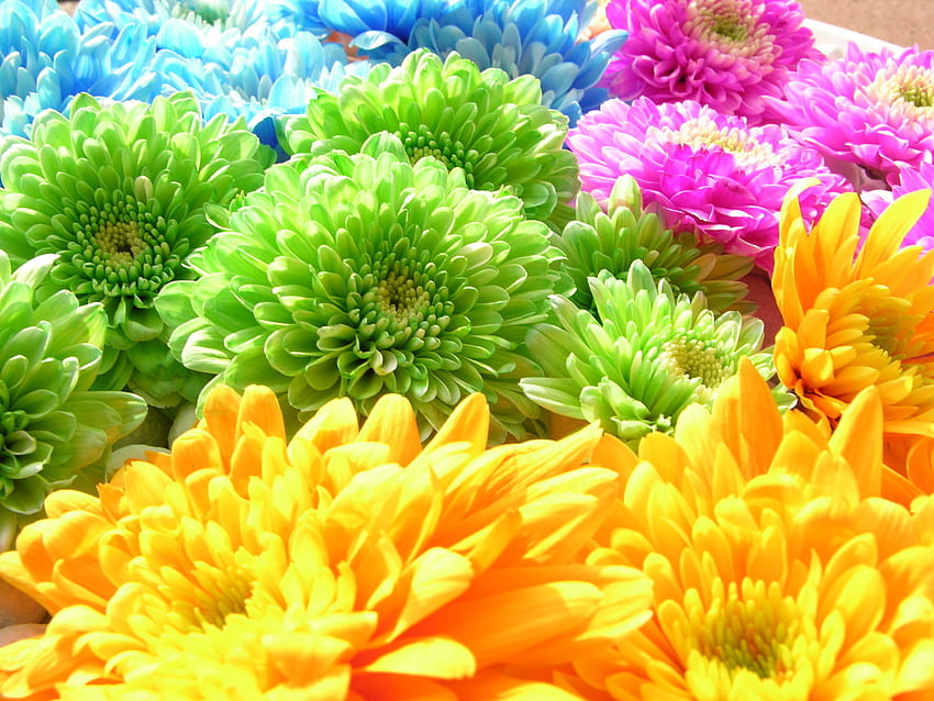 Piante, fiori, , crisantemo, arcobaleno Sfondo HD