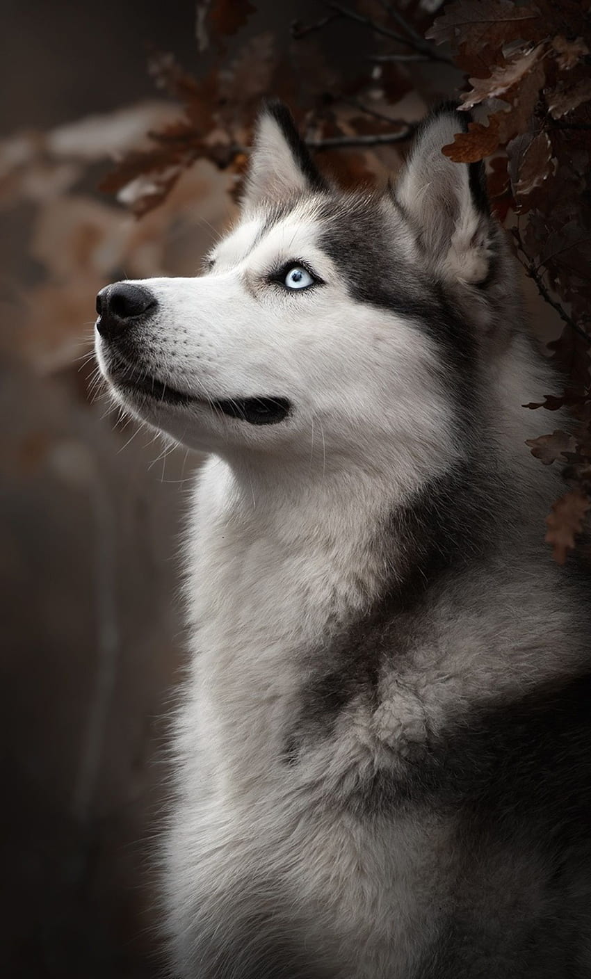 iPhone de race de chien husky sibérien Fond d'écran de téléphone HD