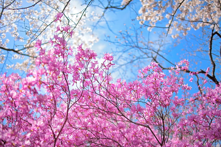 春、青、ピンク、花、花、木 高画質の壁紙