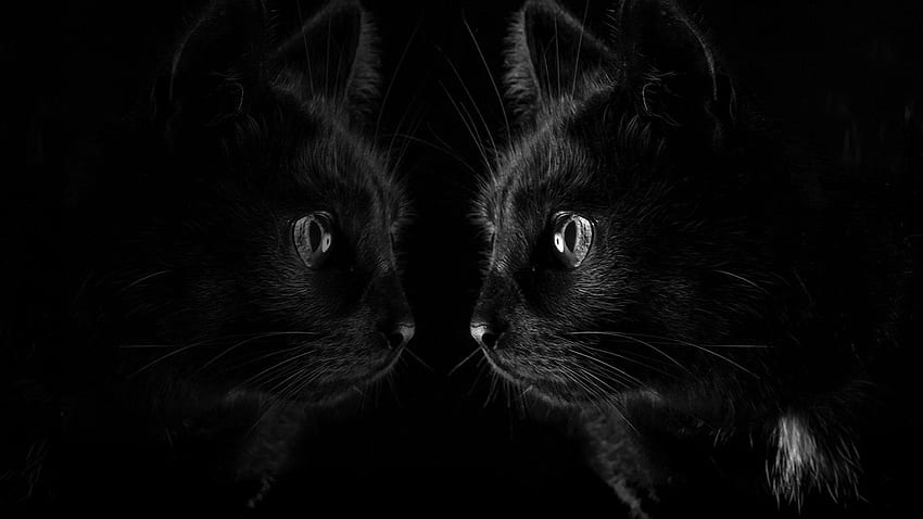 Black cat look at mirror, black background ,, Black Cat 3D HD wallpaper |  Pxfuel