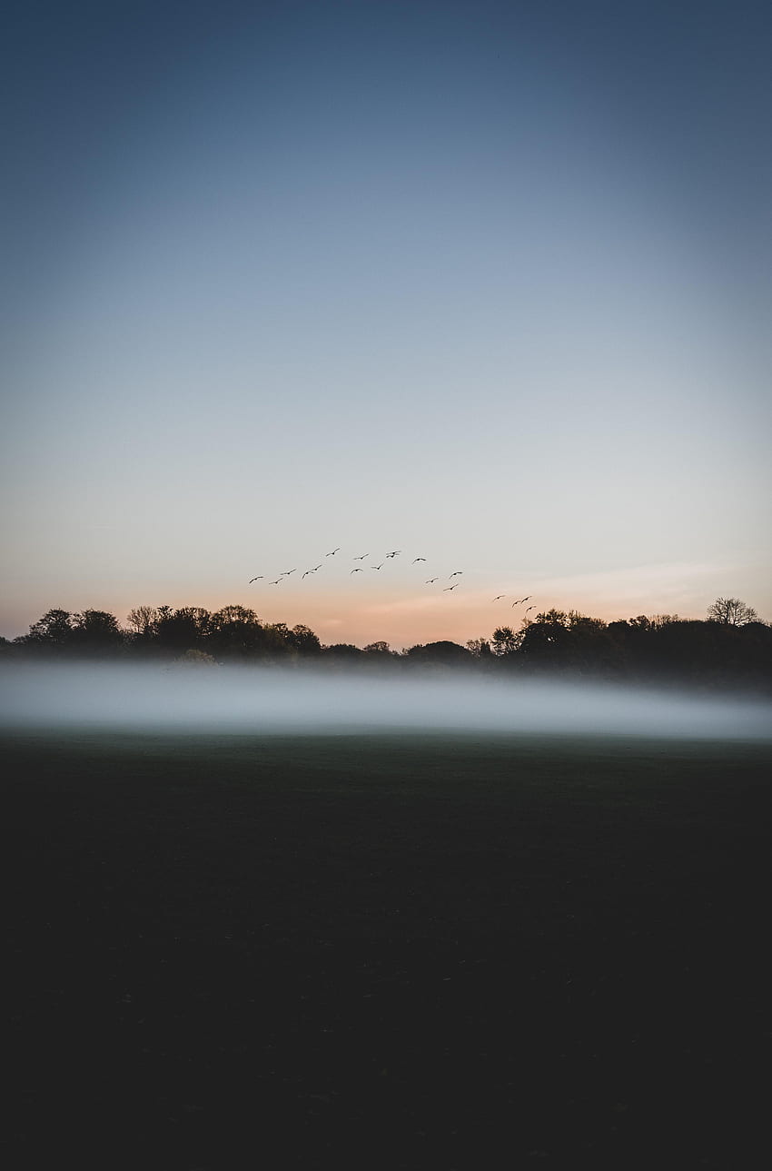 Nature, Birds, Twilight, Forest, Fog, Dusk HD phone wallpaper