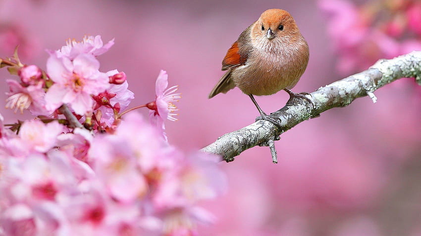 Cute Spring, Cute Bird Spring HD wallpaper