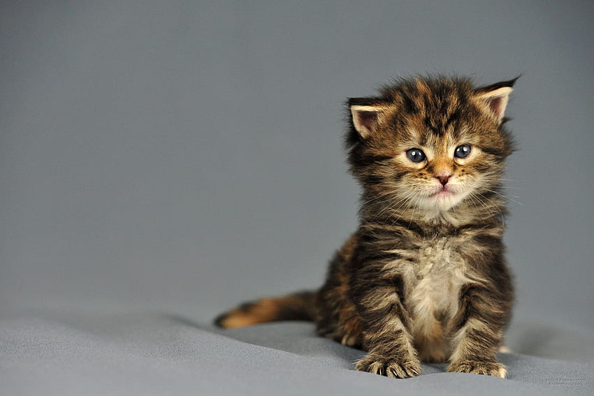 เมนคูน ลูกแมวทอร์บี้ ลูกแมวพันธุ์แท้ที่น่าอัศจรรย์ 2736X1824 วอลล์เปเปอร์ HD