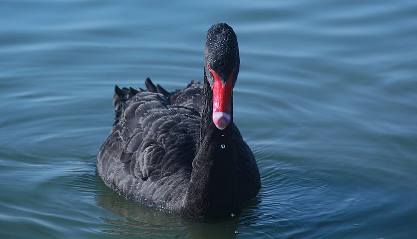 Black swan, bird, swim, water HD wallpaper