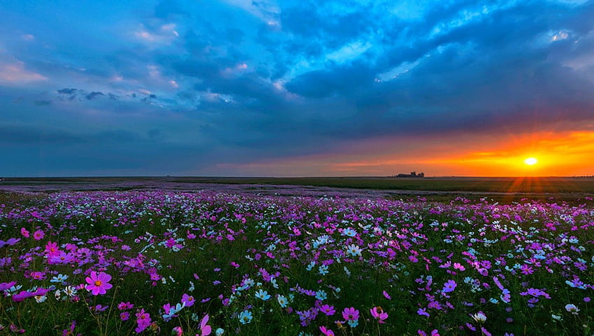 Sunsets: South Field Blu Beautiful White Green Sunset Yellow Cosmos, Red and Blue Flower HD wallpaper