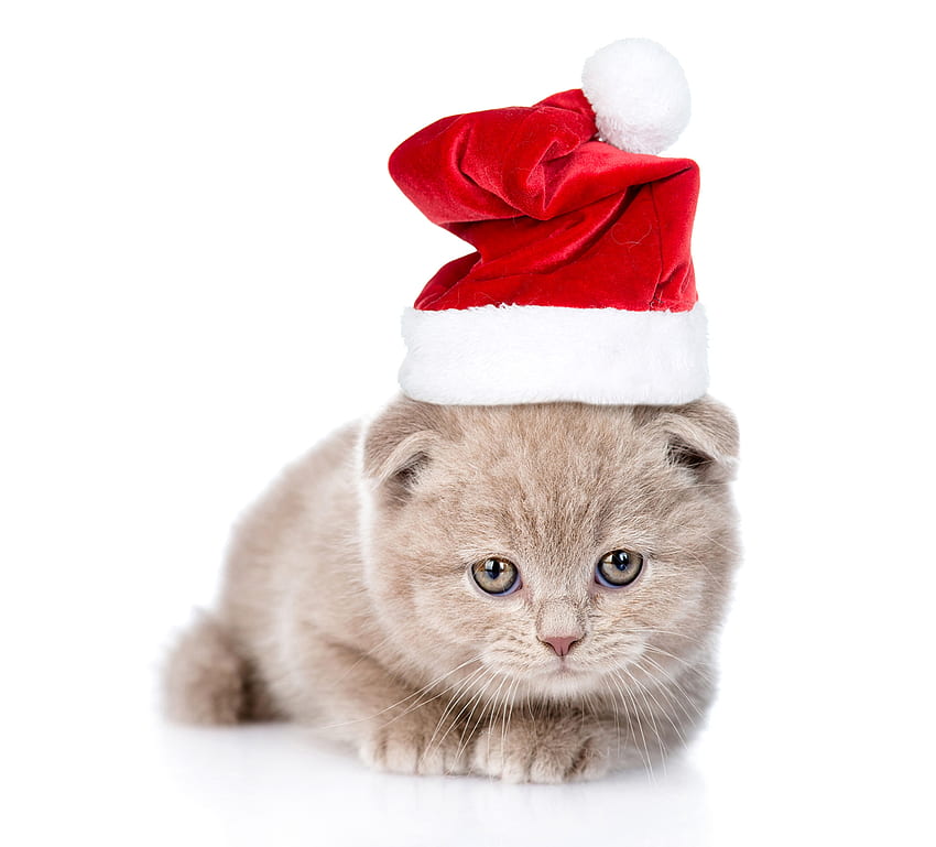 Christmas kitten, kitten, animal, craciun, cute, cat, pisica, christmas, red, paw, santa, hat HD wallpaper