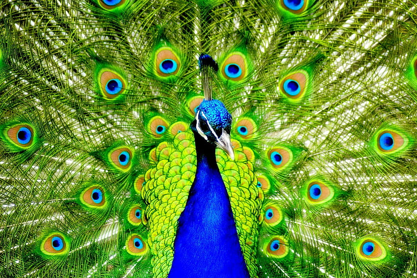 あなたの、モバイル＆タブレット用の世界で最も美しい鳥ピーコックSA []。 美しい孔雀を探検。 孔雀 , 孔雀 , 家庭用孔雀 高画質の壁紙