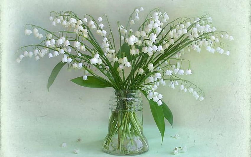Натюрморт, ваза, бяло, цвете HD тапет