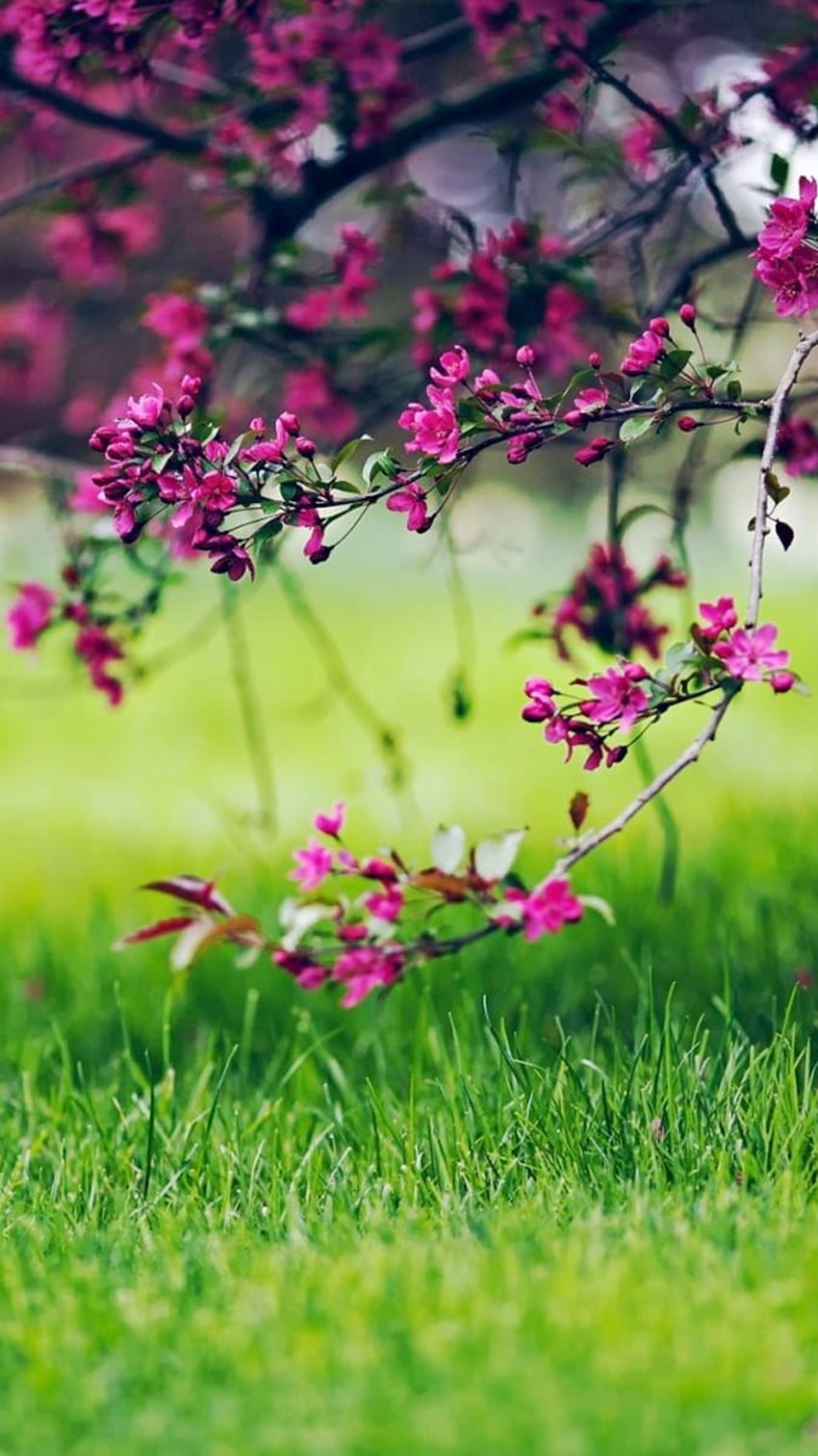 Spring Flowers, Green Nature, Floral HD phone wallpaper