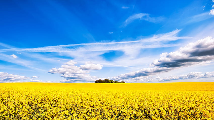 rapeseed , Background, Canola HD wallpaper