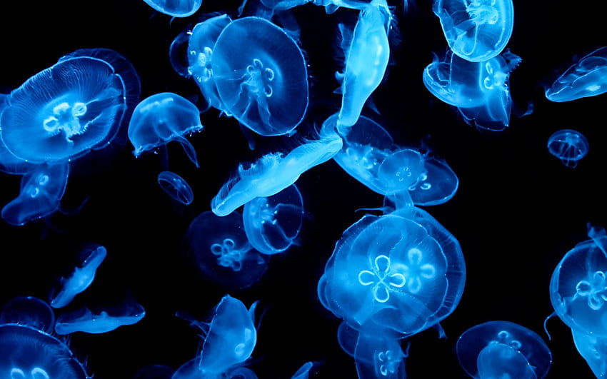 Méduses [] pour votre , Mobile & Tablette. Explorez les méduses. Méduses animées, méduses vivantes, méduses, méduses de dessin animé Fond d'écran HD