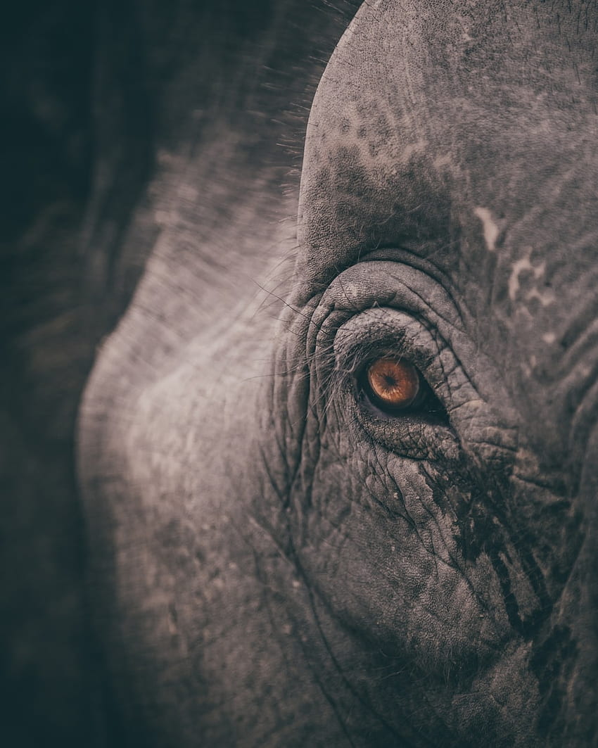 micro shot eye of elephant – Animal , Micro HD phone wallpaper