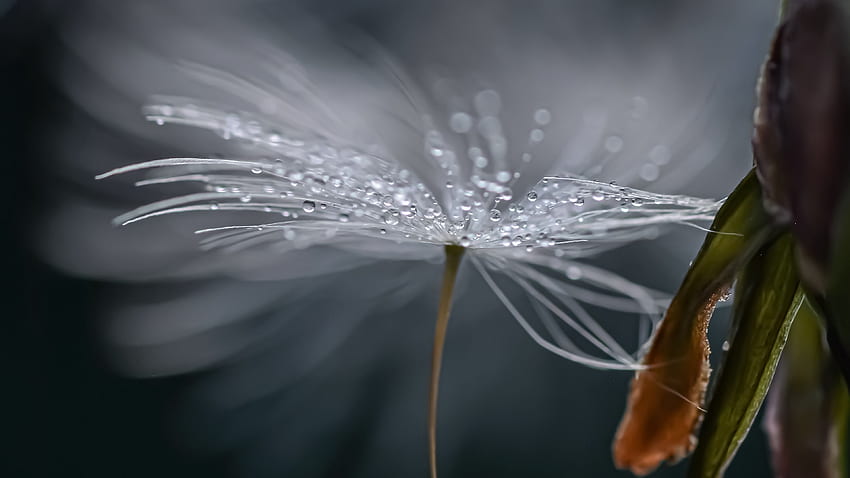 Dandelion Flower Fluff Water Drops Blur Background Macro graphy graphy HD wallpaper