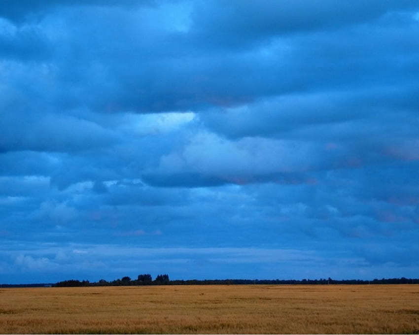 Blue Clouds over Wheat Field, blue, summer, field, wheat, clouds, sky, graph HD wallpaper