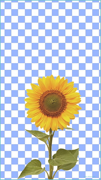 Checkered sunflower hot sale