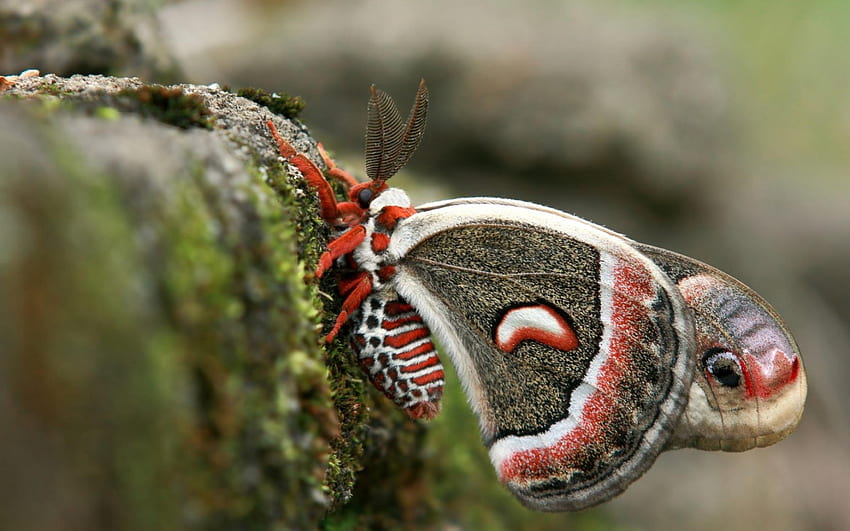Butterfly, wings, white, green, red, insect HD wallpaper