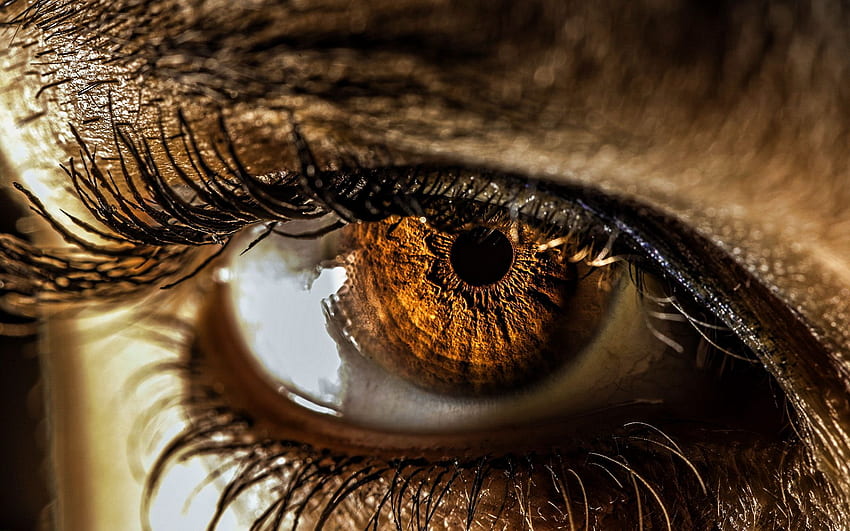 female eye, macro, brown eyes, human eye, bokeh, eyes for with resolution . High Quality HD wallpaper