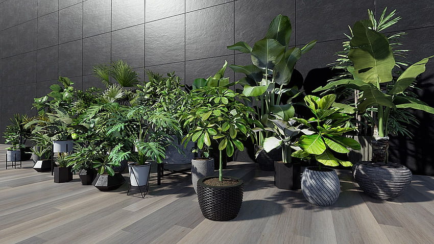 Тропически домашни растения 2 в архитектурна визуализация HD тапет