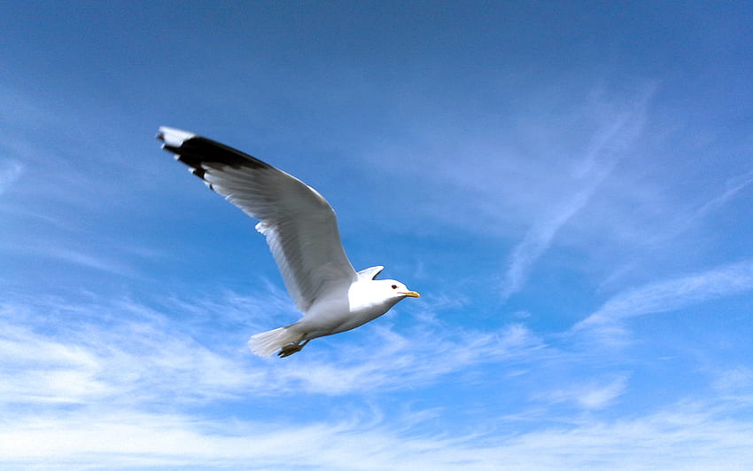 dom, blue, birds, seagull, soaring, animals, clouds, sky, beautiful HD wallpaper