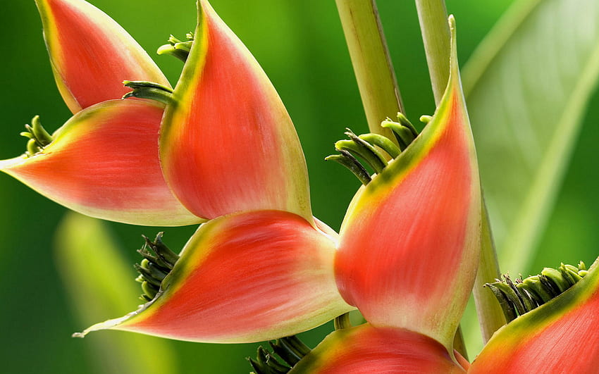 Red Heliconia Flowers Tropical Exotic Plants With A Handsome Tempting Smell Color From Near HD wallpaper