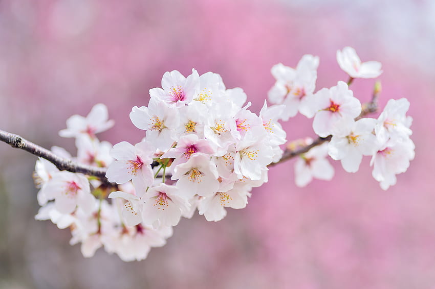 Cherry tree, flowers, blossom, pink HD wallpaper