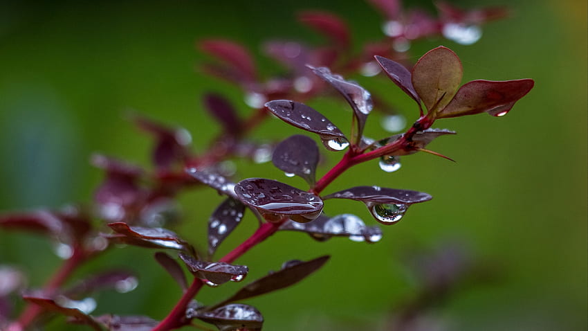 Barberry Branch Leaves With Water Drops In Blur Green Background graphy graphy HD wallpaper