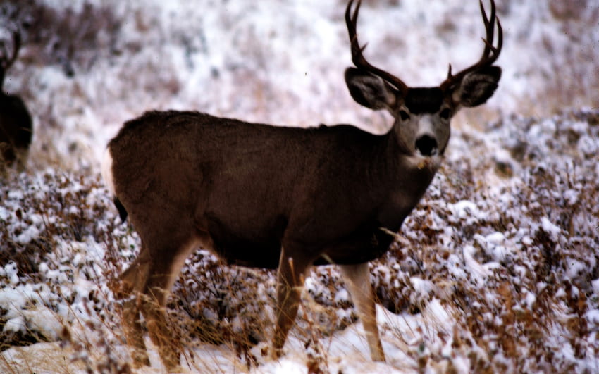 Mule Deer, bucks, deer, animals, snow, nature HD wallpaper