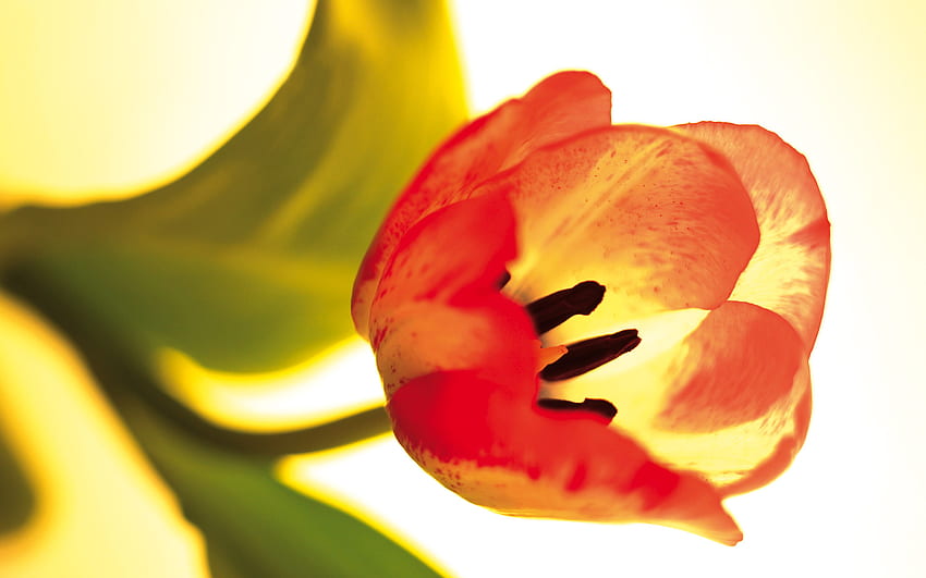 Tulip, nature, red, flower HD wallpaper