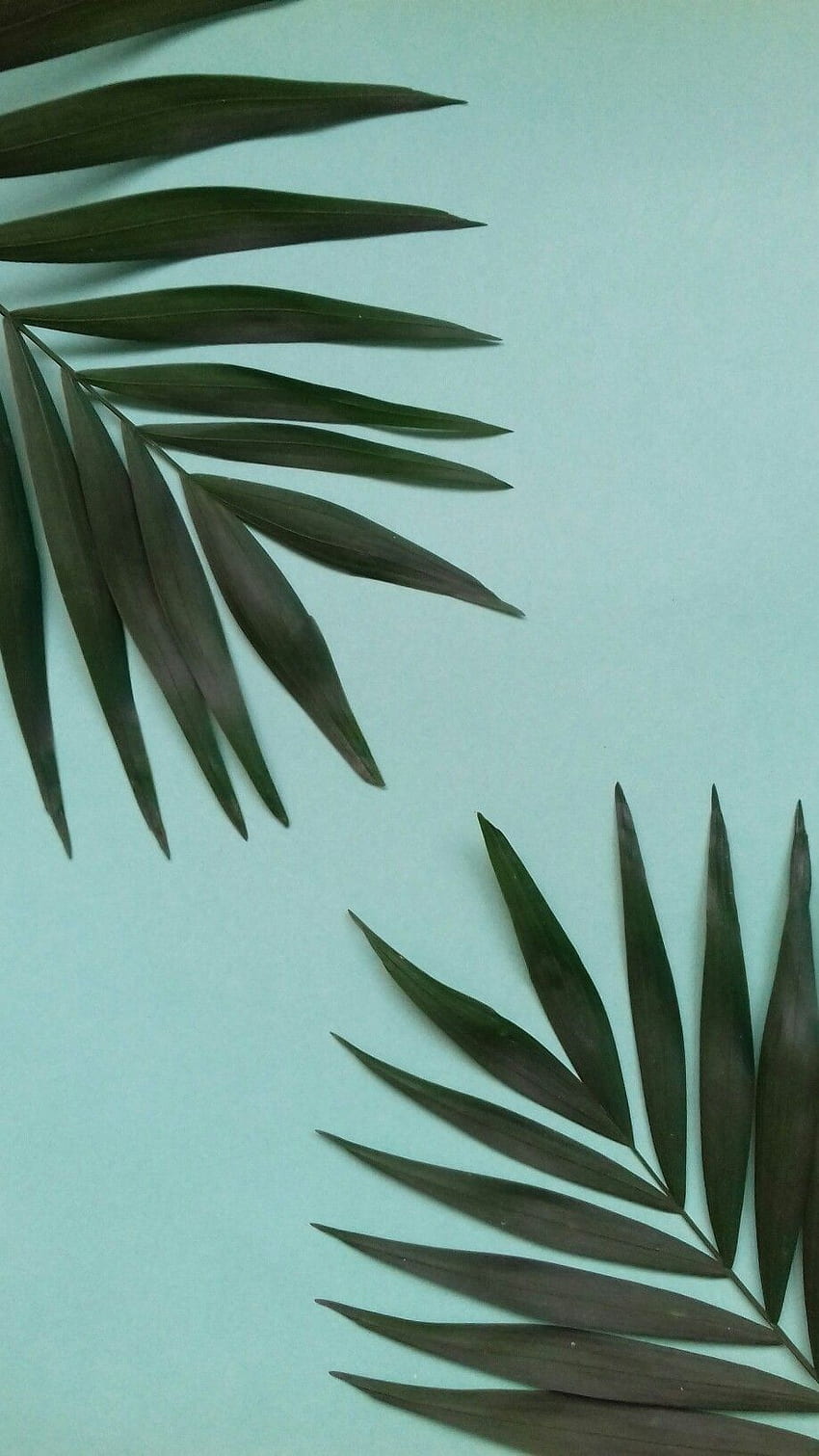 Leaf / Blue background. Quotes in 2019. Blue, Palm Leaves HD phone wallpaper