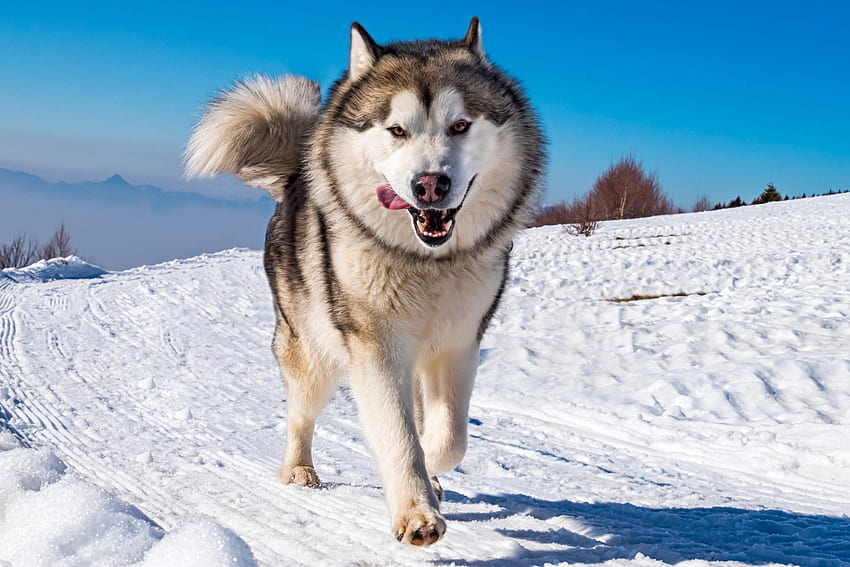 Wolf Dog Breed DoppelgÃ¤ngers Who Will Make You Do A Double Take. Daily Paws HD wallpaper