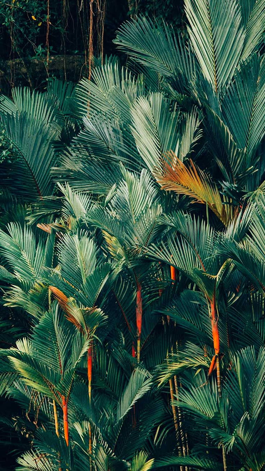 Welcome To The Jungle iPhone Xs Max . Preppy . Tree iphone, iPhone tropical, iPhone vintage, Jungle Plants HD phone wallpaper