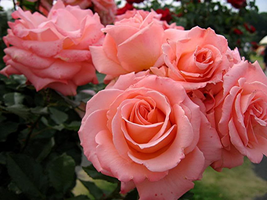 Różowe róże, różowy, liście, róże, płatki, kwiat, zielony, natura, wiązka Tapeta HD