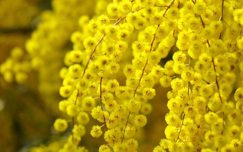 Acacia Flower HD wallpaper