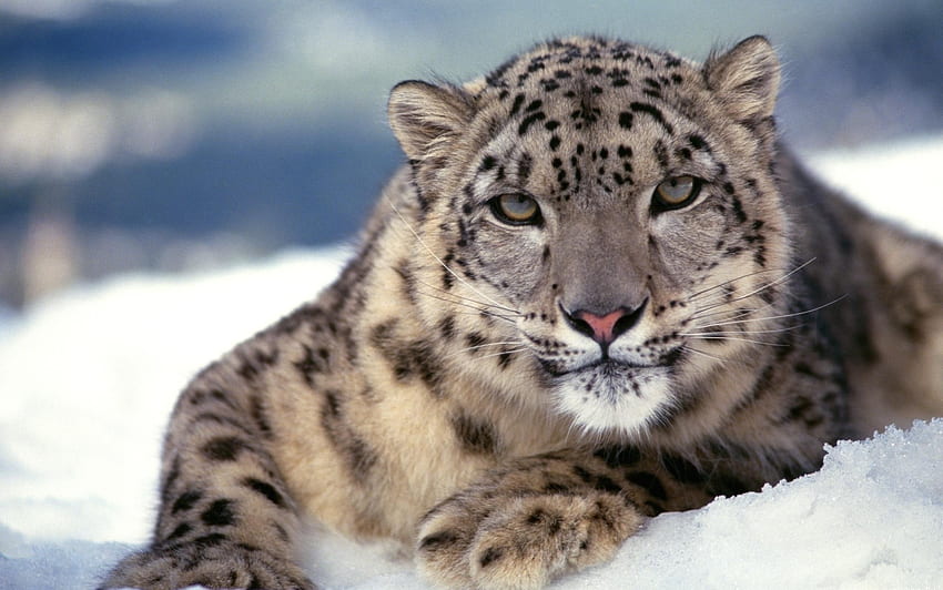 Animales, Leopardo de las nieves, Nieve, Hocico, Depredador, Agradable, Cariño fondo de pantalla