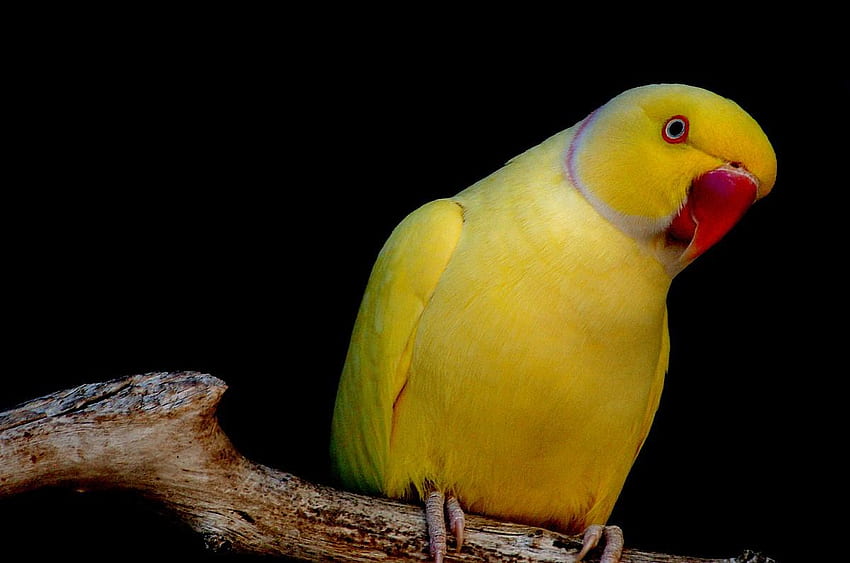 Parrot, animal, bird, yellow HD wallpaper