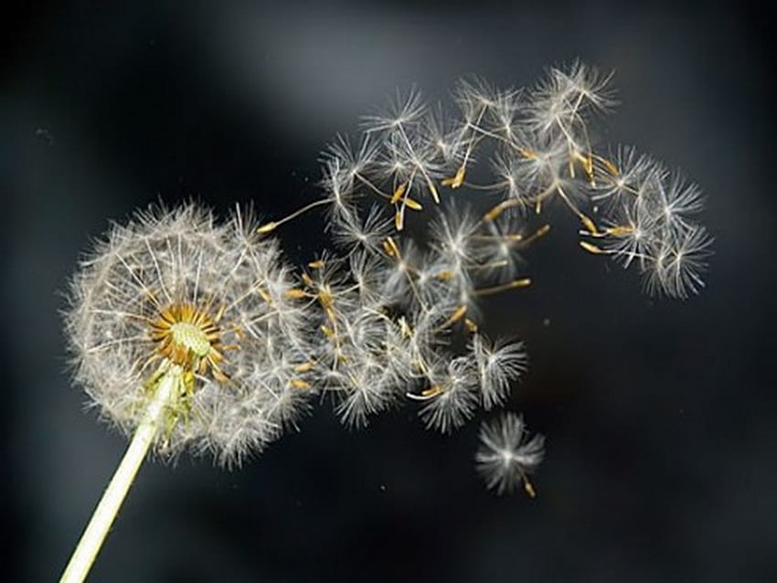 dandelion, fly, seed, dark HD wallpaper
