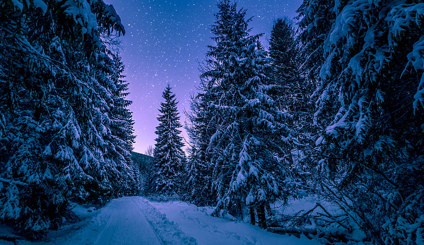 Winter, Nature, Snow, Road, Forest, Starry Sky HD wallpaper