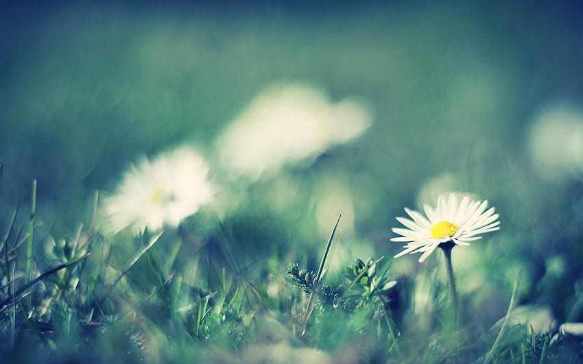 Flowers, Grass, Camomile, Macro, Field, Greased, Smeared HD wallpaper